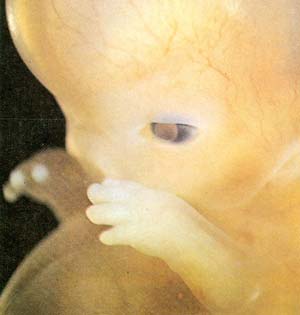 embrione a due mesi di gestazione